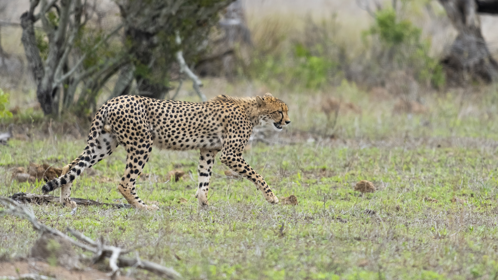 Kruger25 2025 10 31 13 11 47 ILCE 1M2 1299